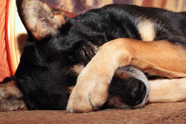 В Железногорске живодеры убили собаку со щенками