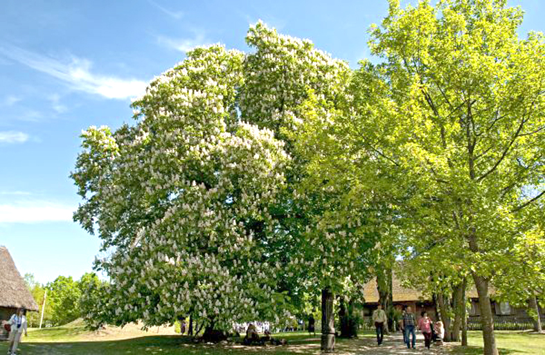 ����: obzor.lt