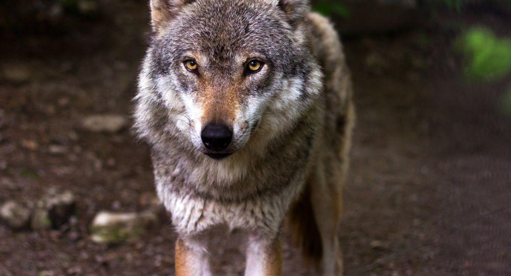 ����: obzor.lt